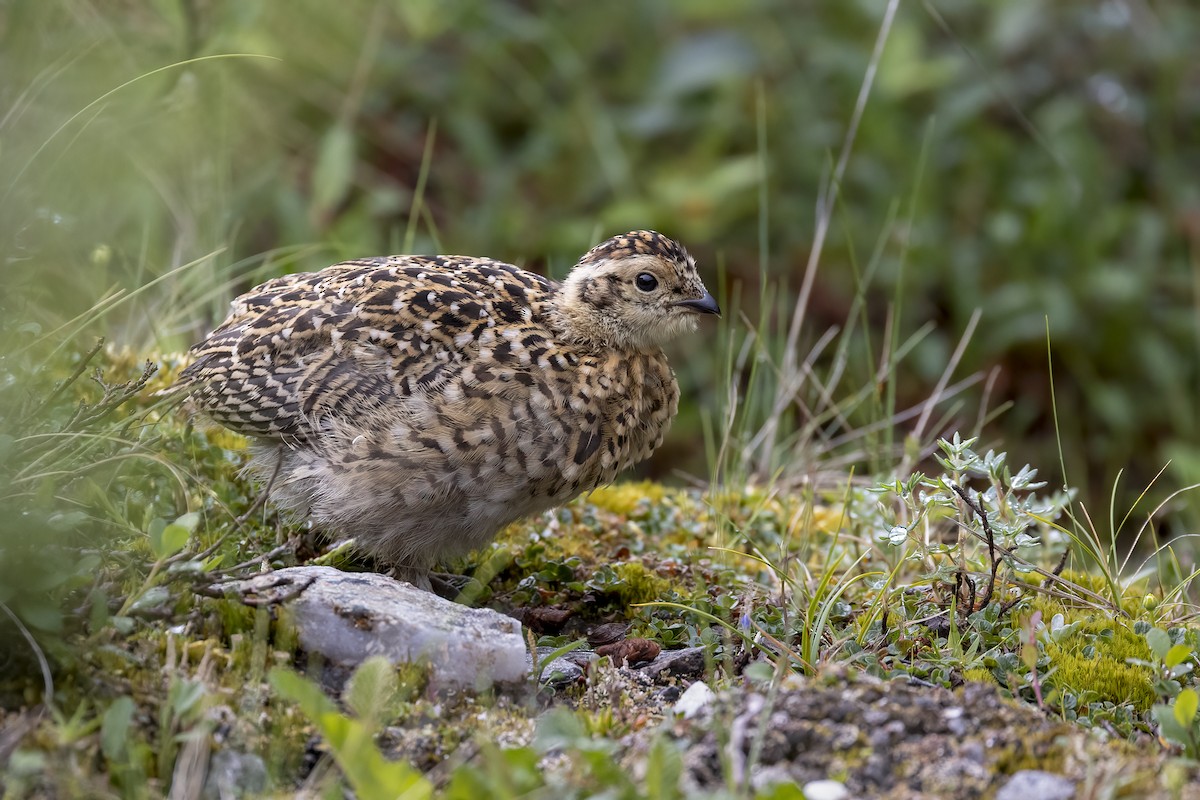 カラフトライチョウ - ML646088845