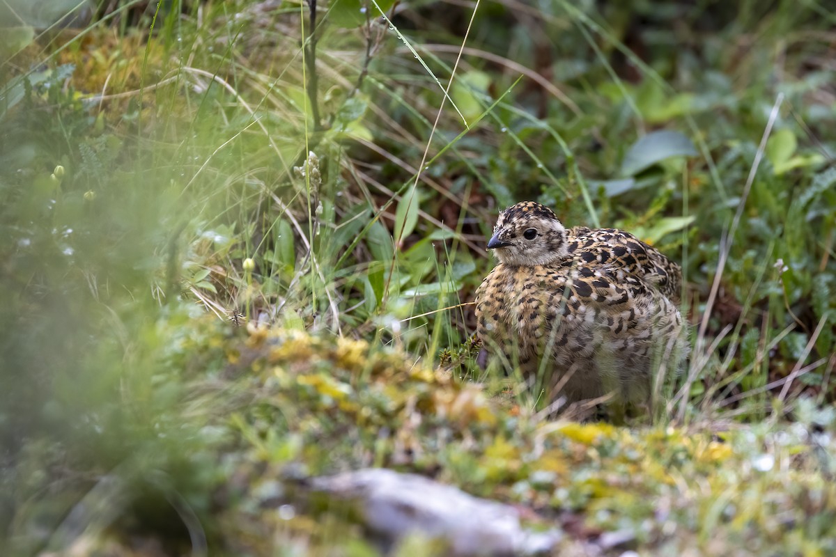 カラフトライチョウ - ML646088846