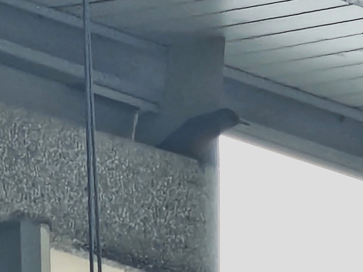 イソヒヨドリ - ML646088847