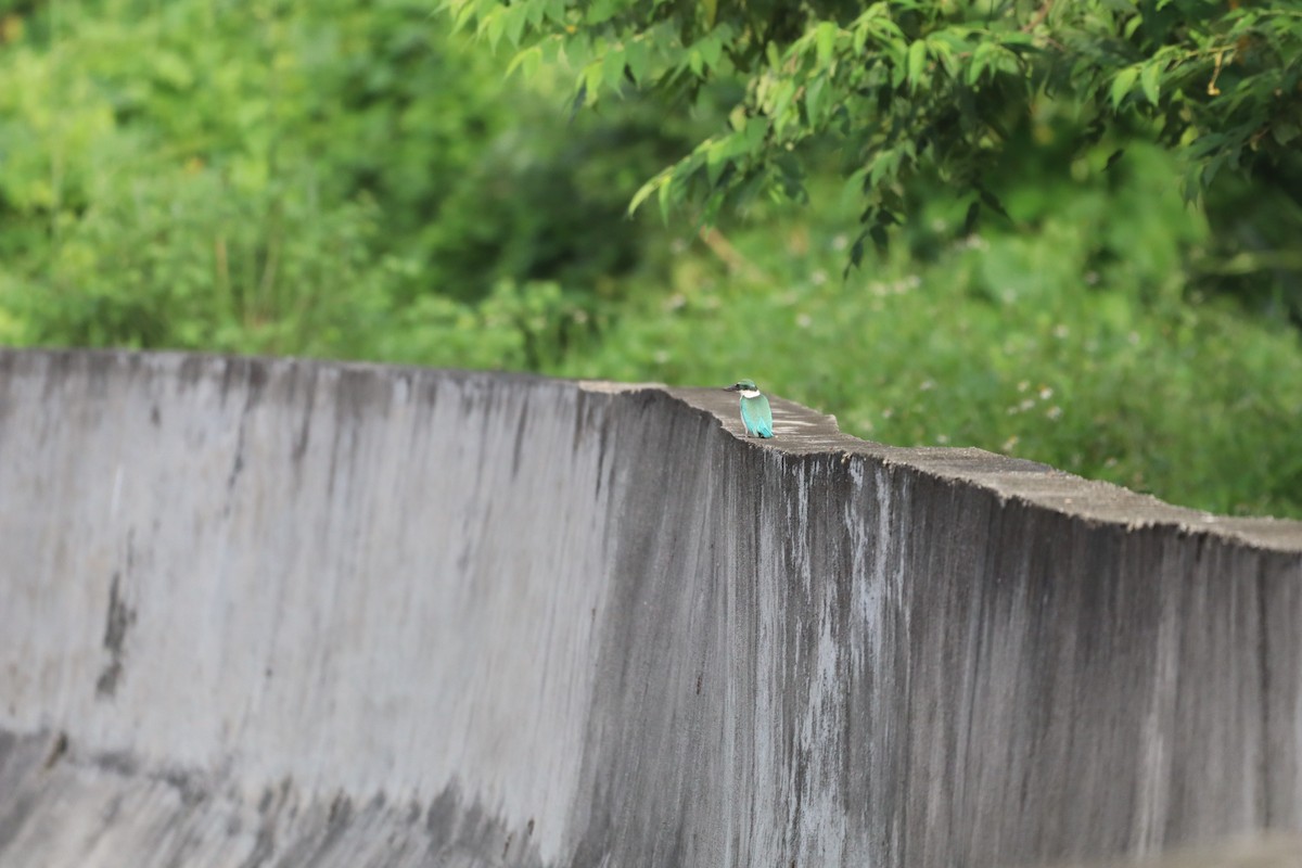 ナンヨウショウビン - ML646088848