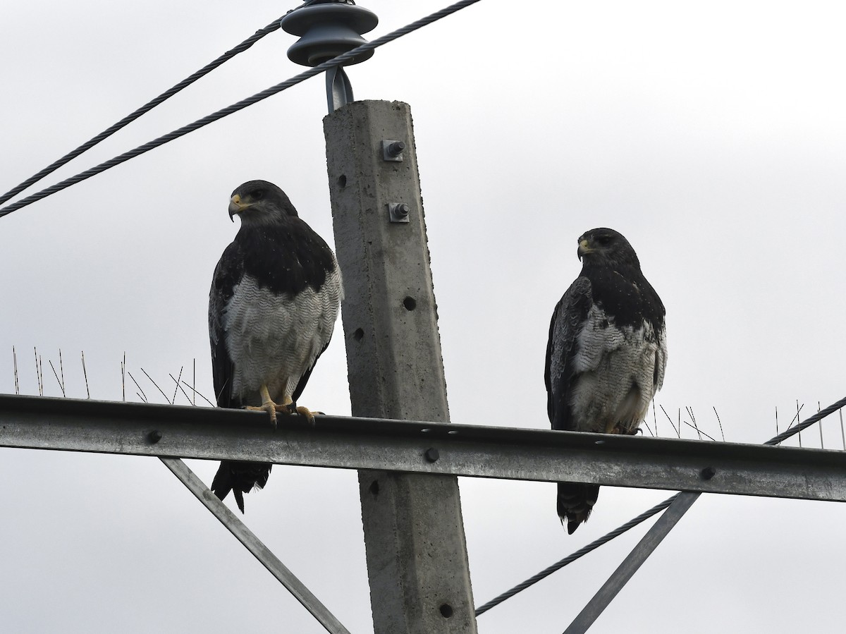 ワシノスリ - ML646088849