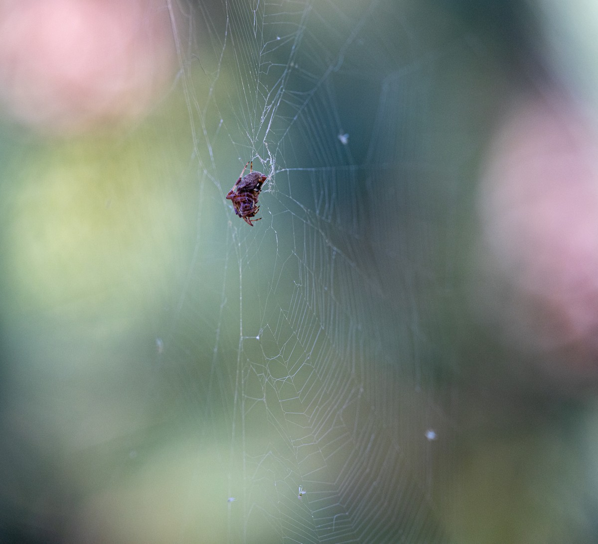 Spiders - ML646088851