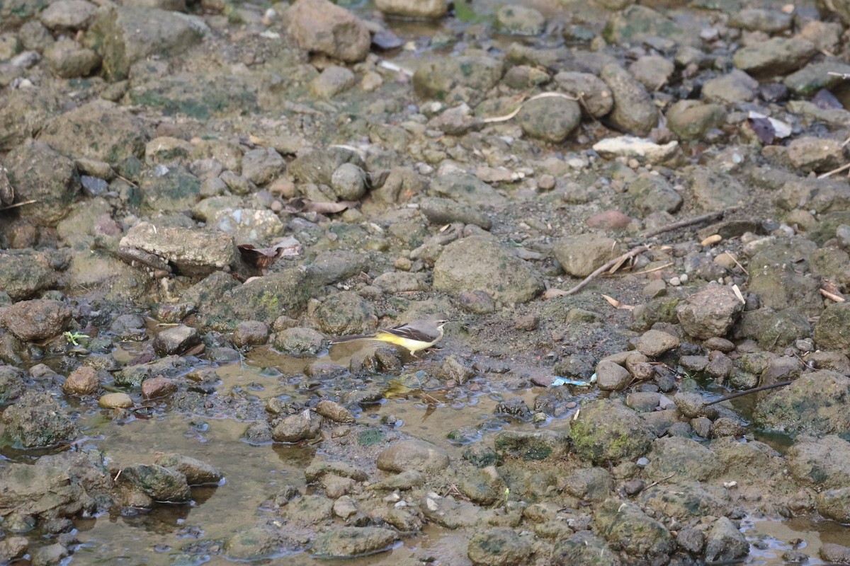 キセキレイ - ML646088854