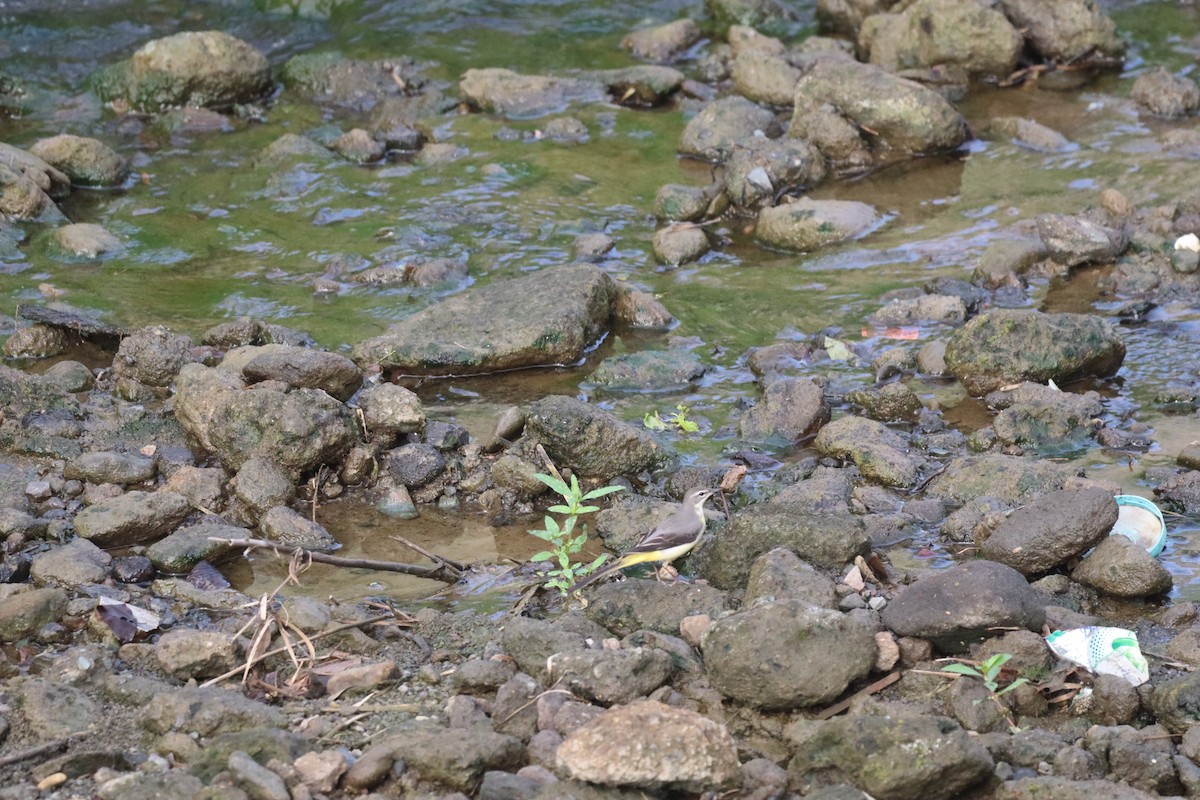 キセキレイ - ML646088855