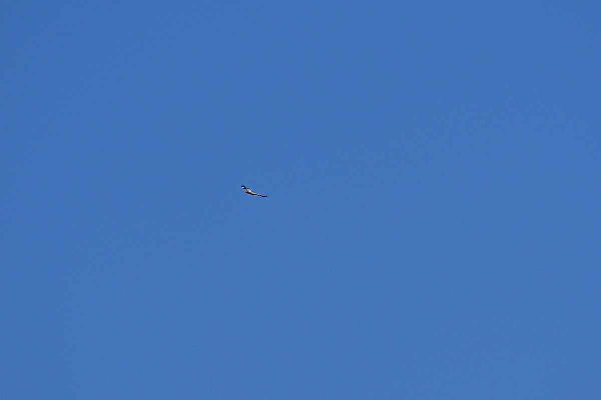 ハクトウワシ - ML646088856