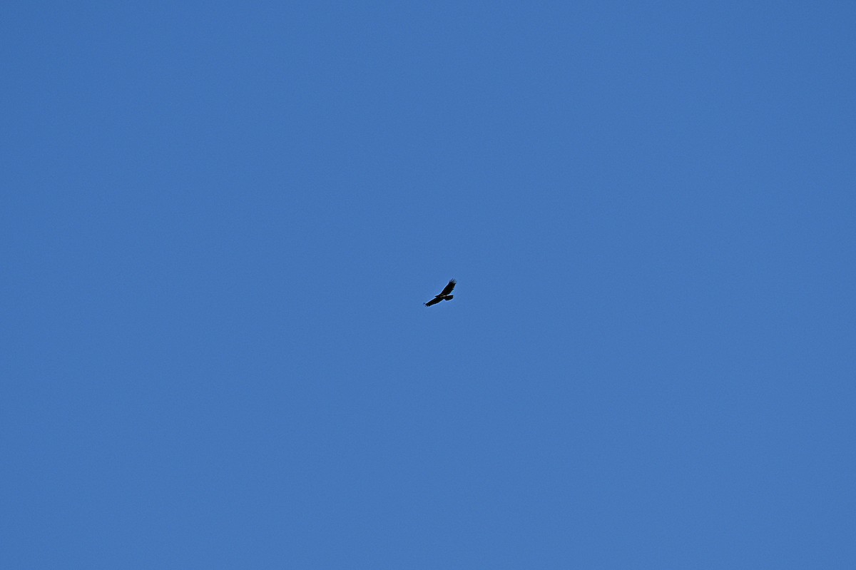 ハクトウワシ - ML646088857