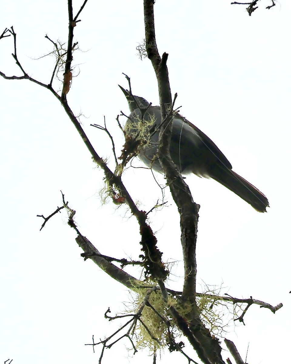 ハイイロミツスイ - ML646088858