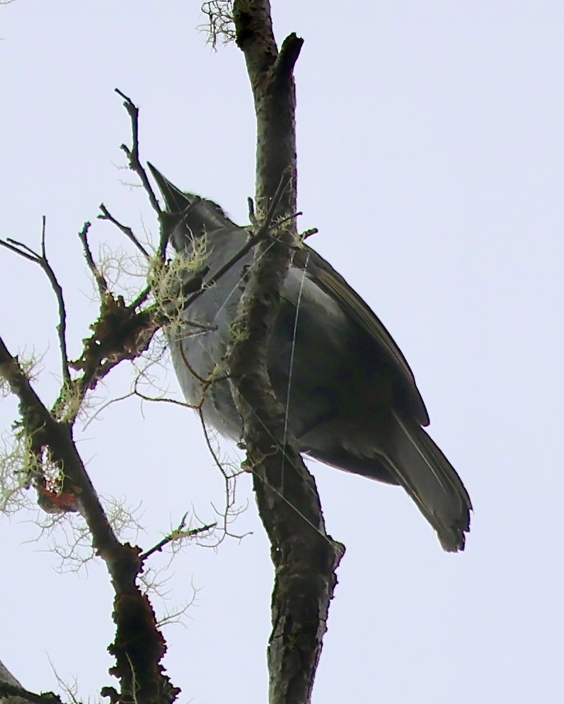 ハイイロミツスイ - ML646088859