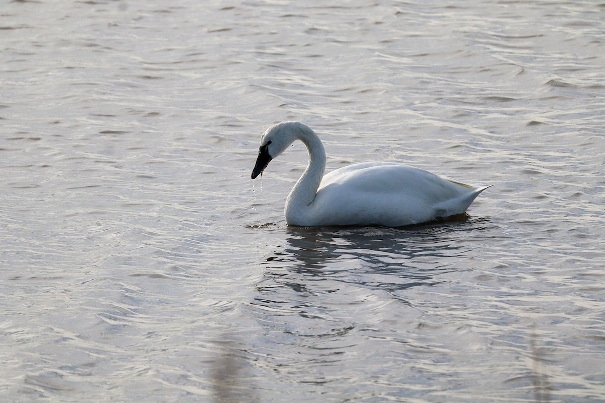 コハクチョウ - ML646088860