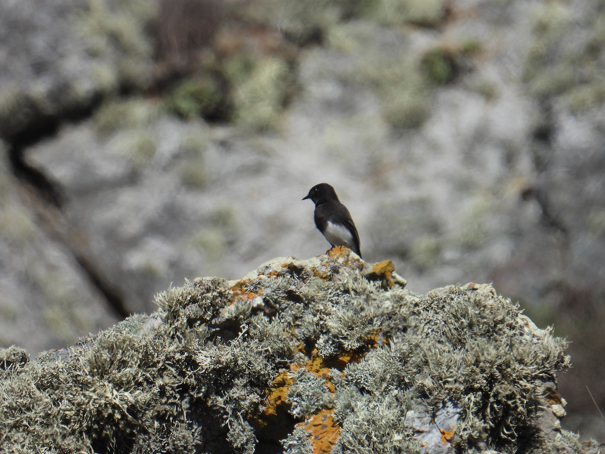 クロツキヒメハエトリ - ML646088861