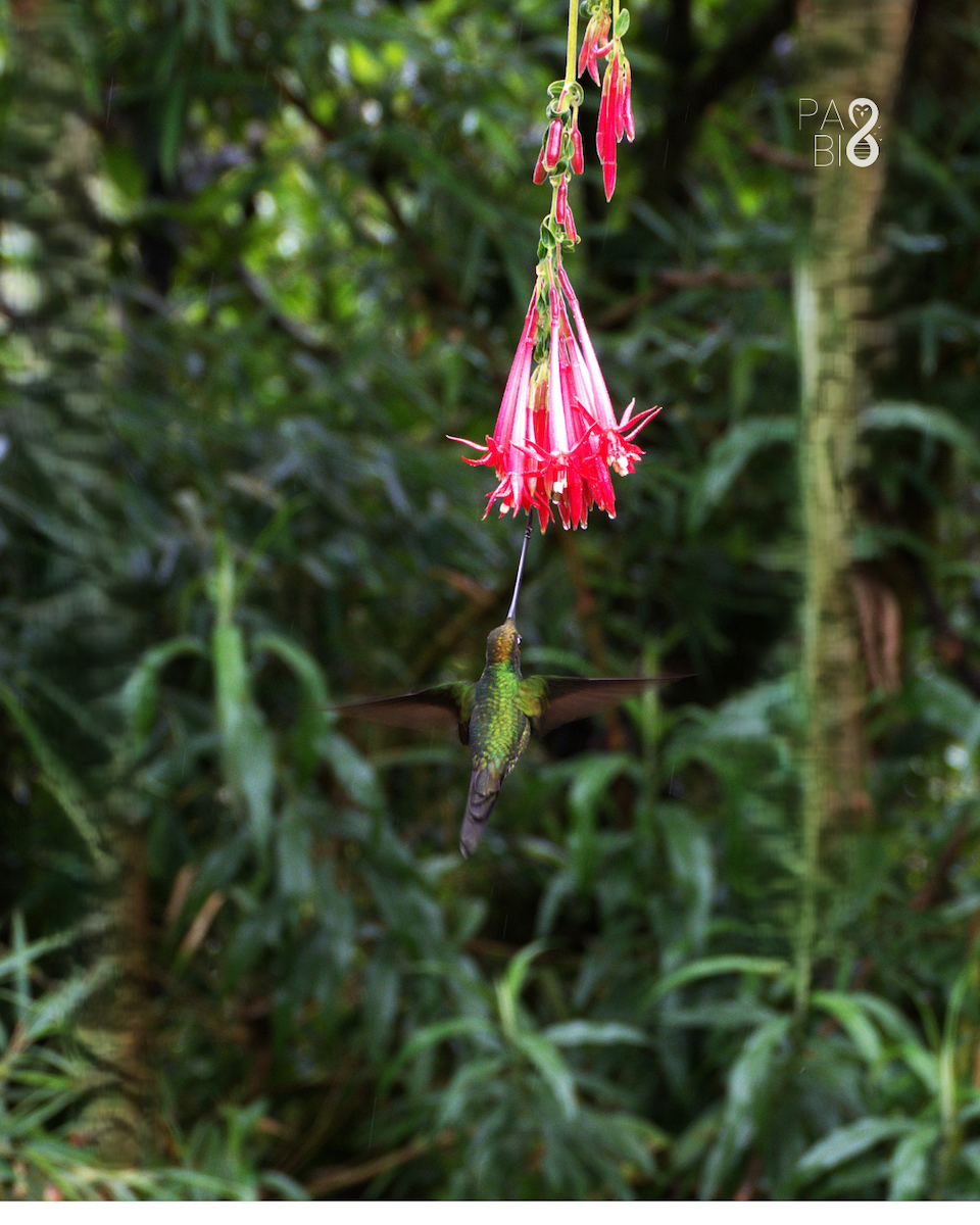 ヤリハシハチドリ - ML646088862