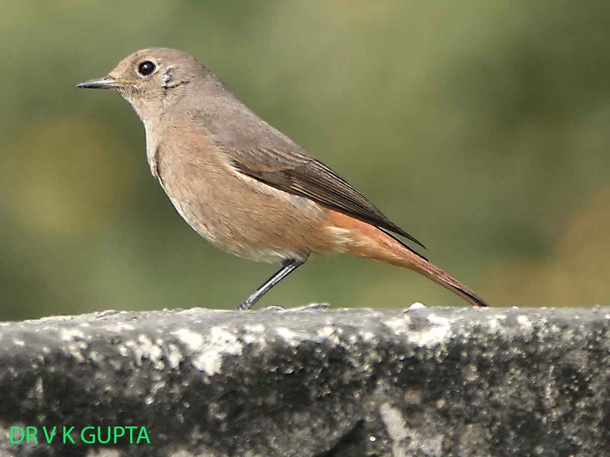 クロジョウビタキ - ML646088864