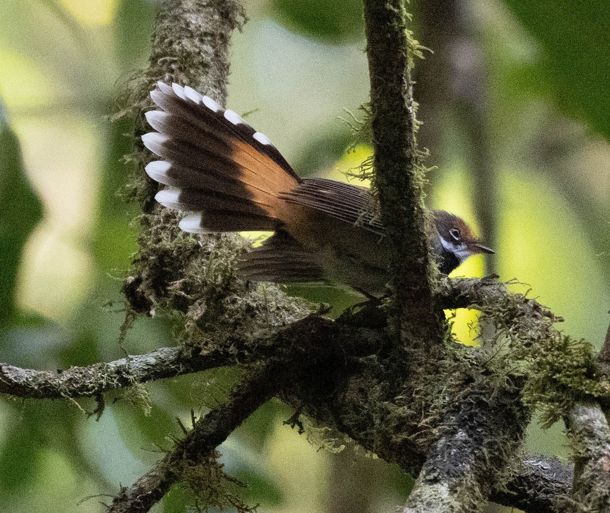 Australian Rufous Fantail - ML646088865