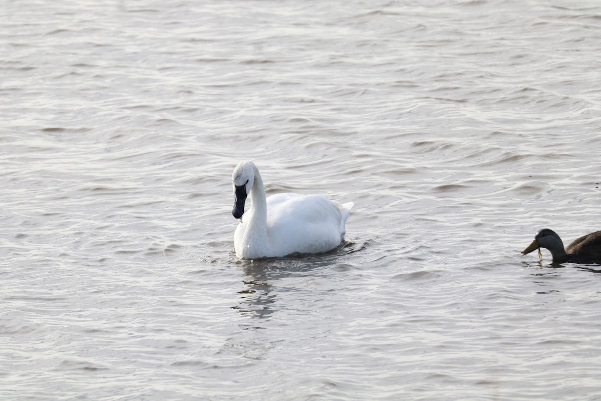 Гунгар хун - ML646088869