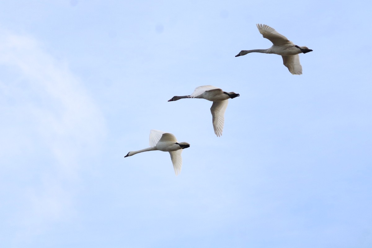 Гунгар хун - ML646088870