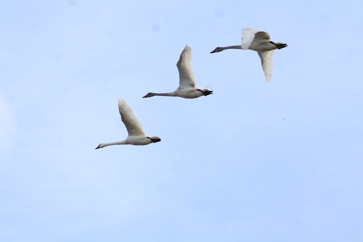 Гунгар хун - ML646088871