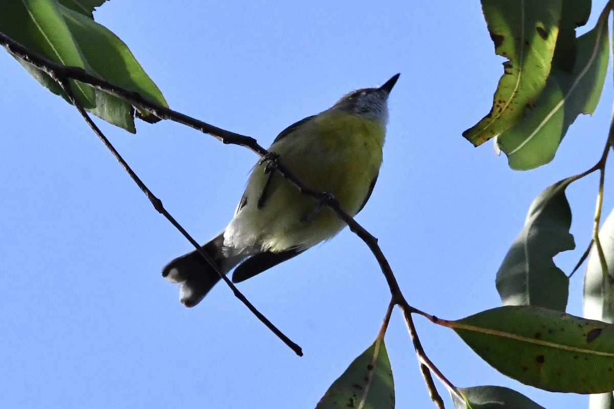 Weißkehlgerygone - ML646088877