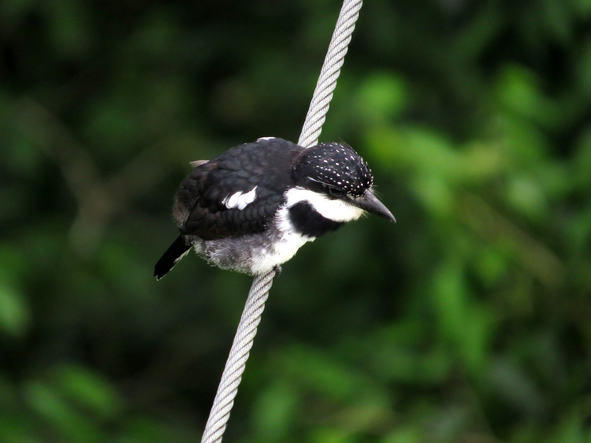 Pied Puffbird - ML646088878