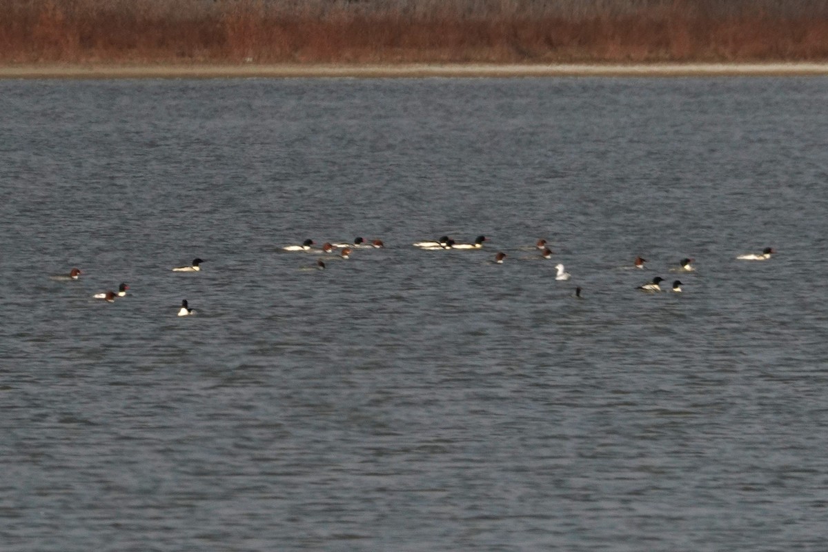 Common Merganser - ML646088884