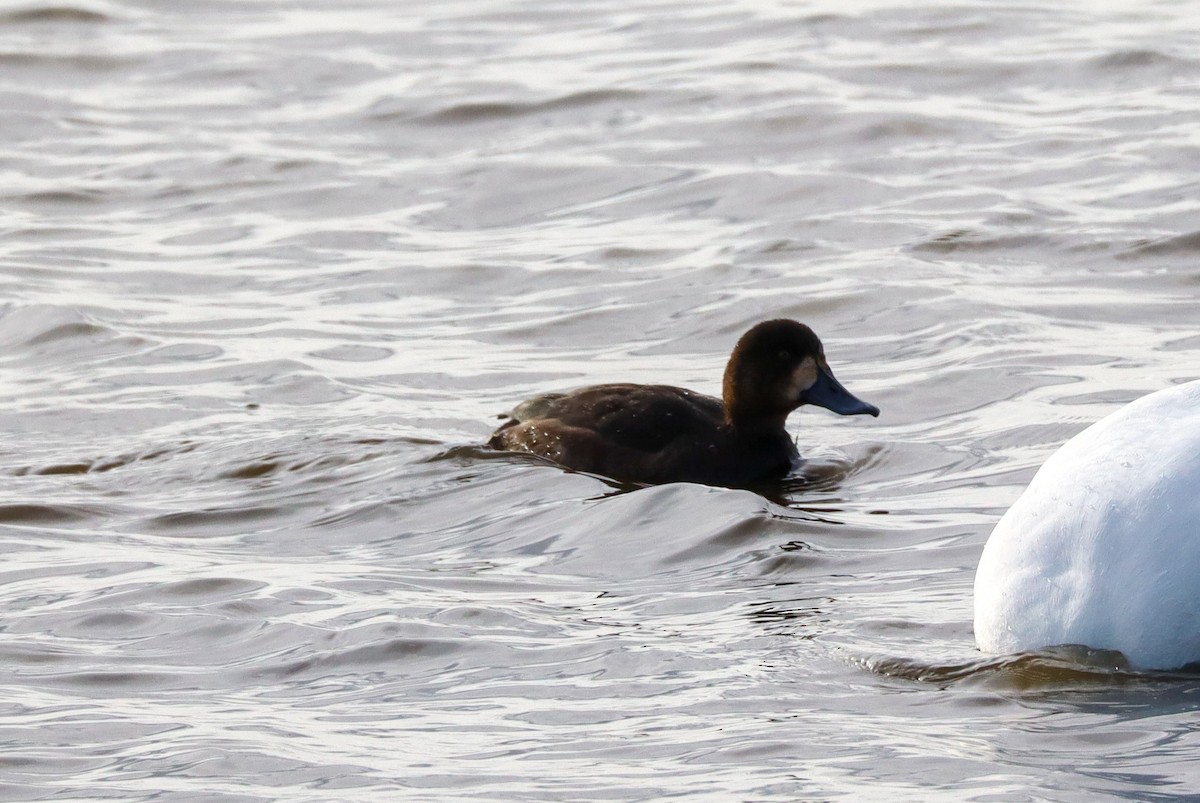 Greater Scaup - ML646088887