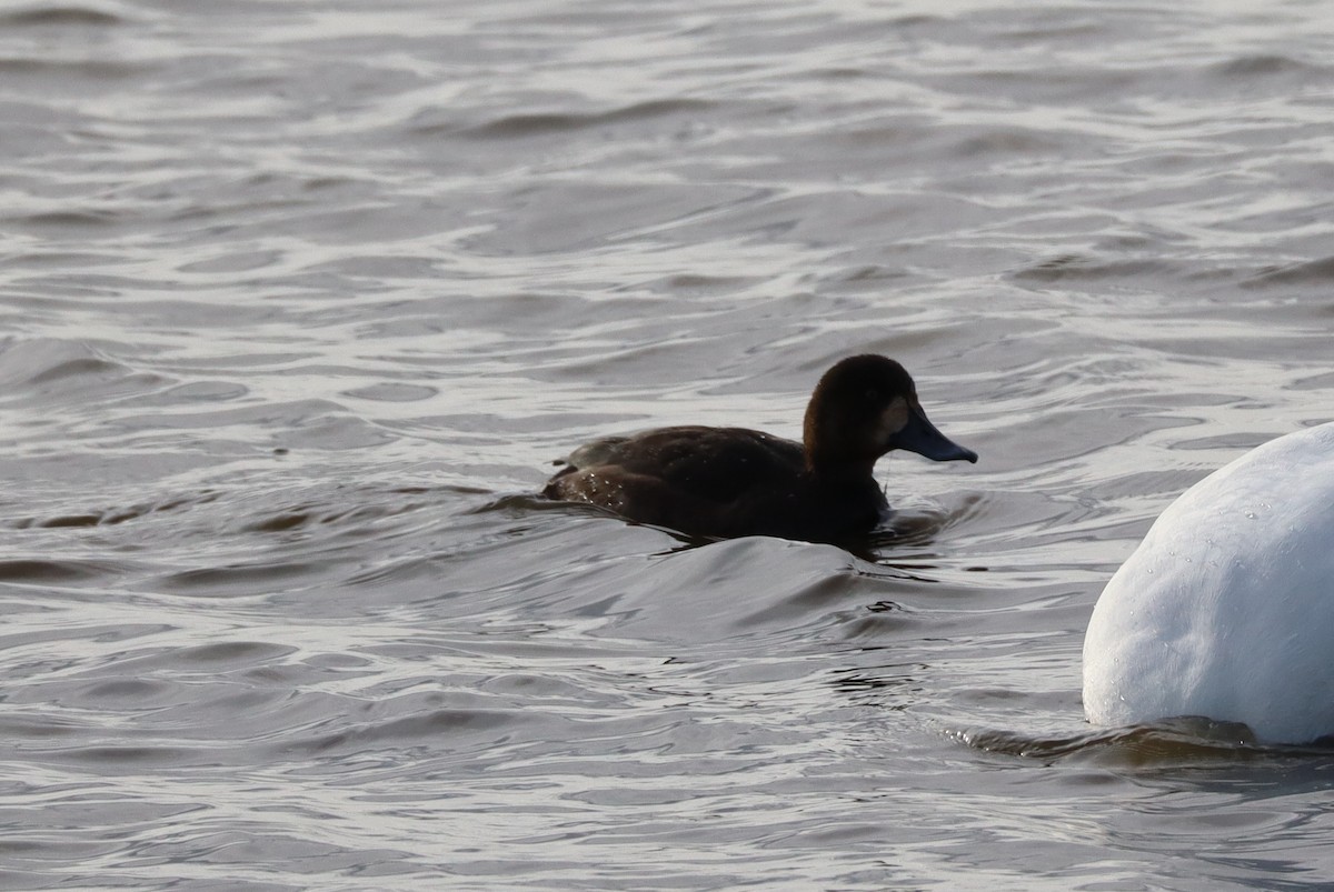 Greater Scaup - ML646088888