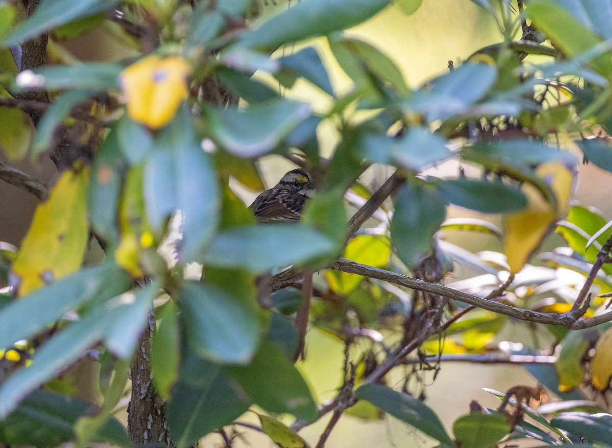 White-throated Sparrow - ML646088889