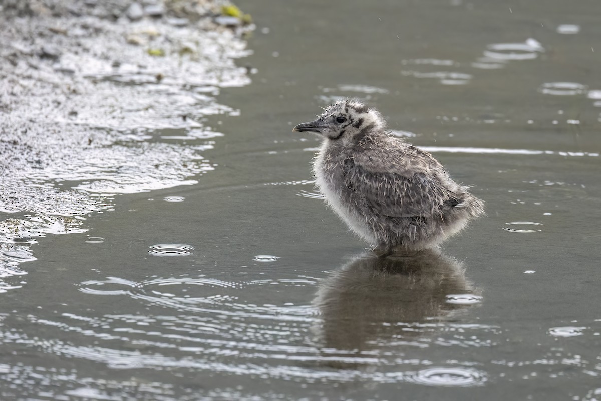 Short-billed Gull - ML646088890