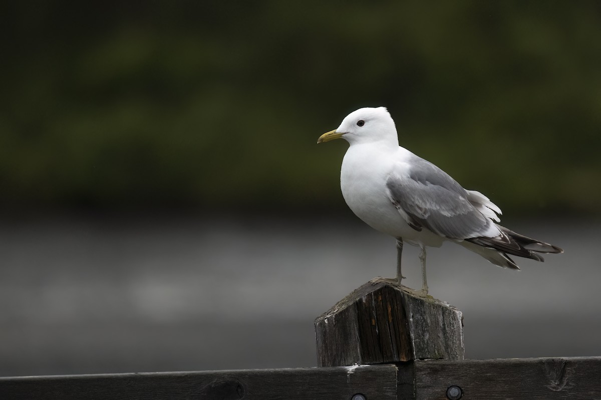 Short-billed Gull - ML646088891