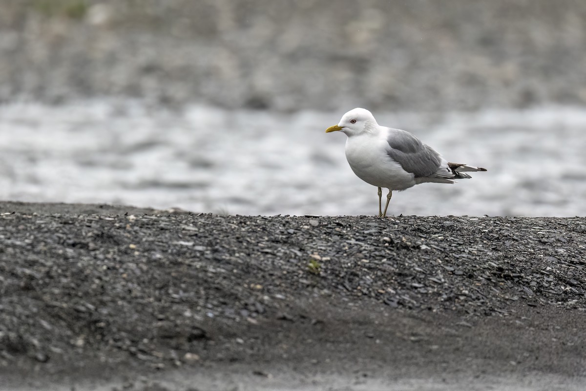 Short-billed Gull - ML646088892