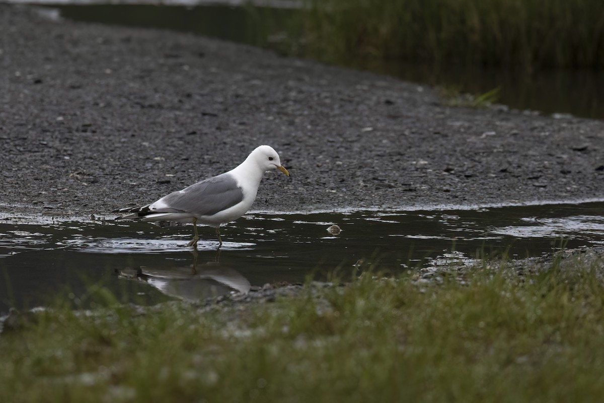 Short-billed Gull - ML646088893