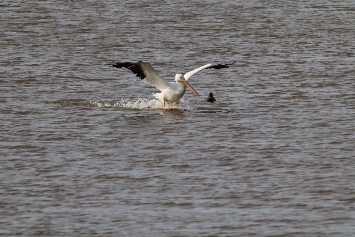 American White Pelican - ML646088897