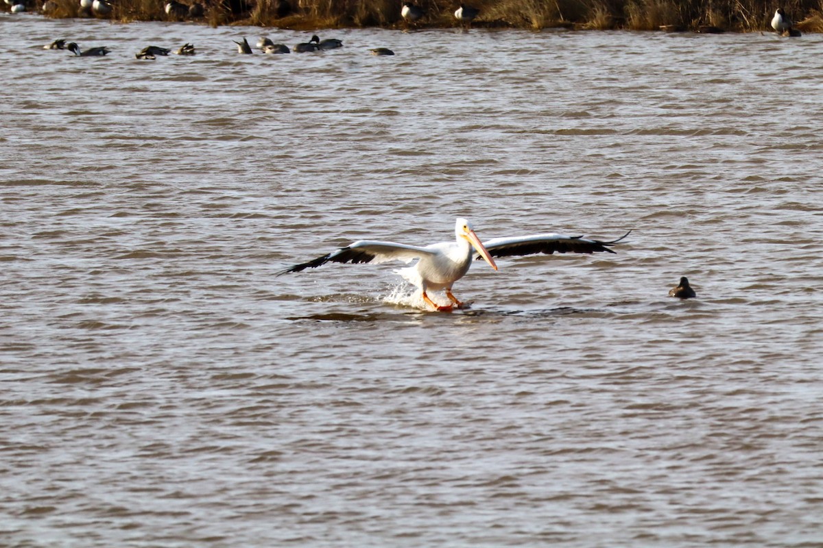 American White Pelican - ML646088898