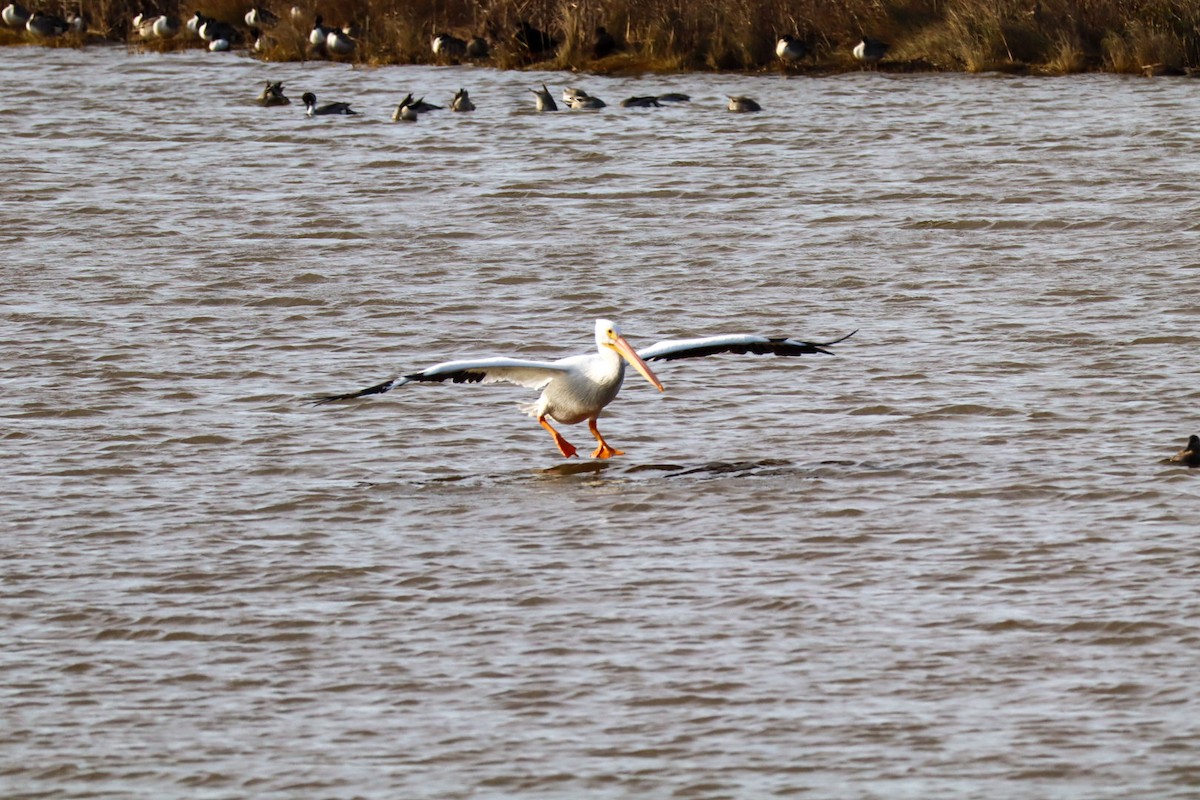 American White Pelican - ML646088899