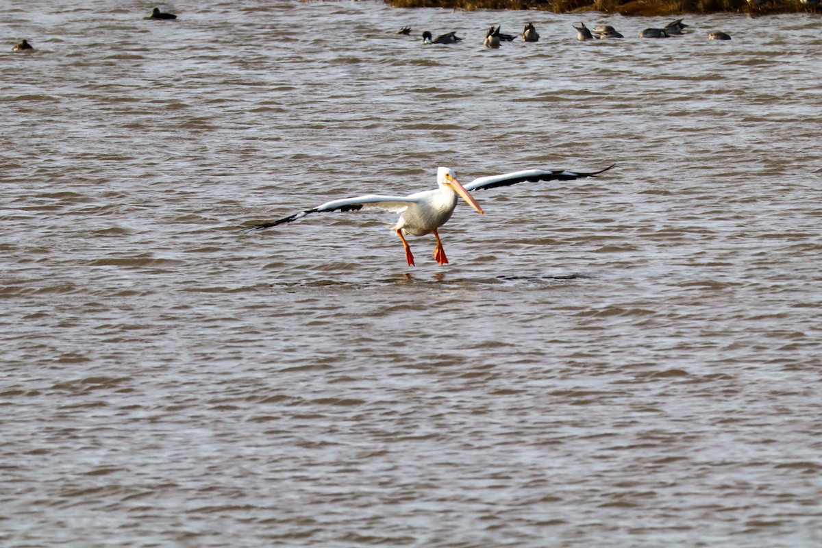 American White Pelican - ML646088901