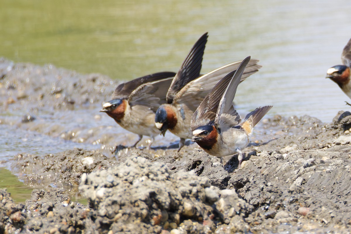 Golondrina Risquera - ML646088905