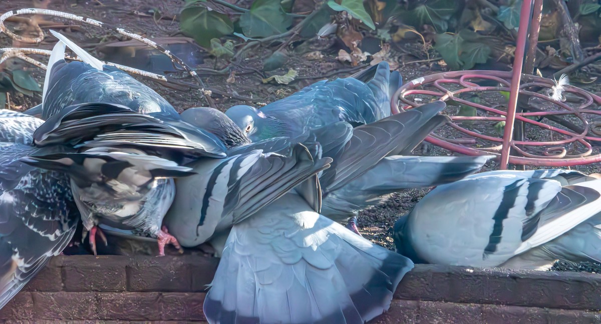 יונת בית - ML646088906