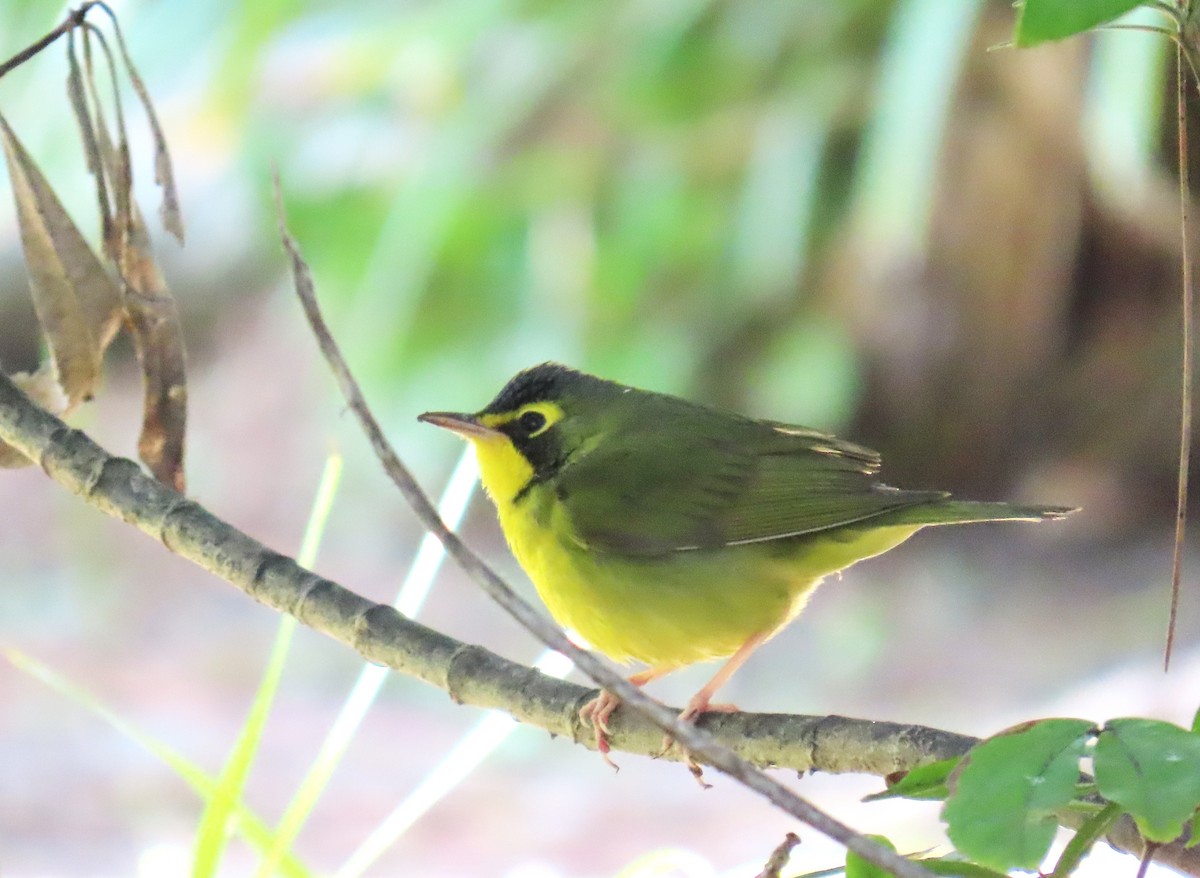 Kentucky Warbler - ML646088909