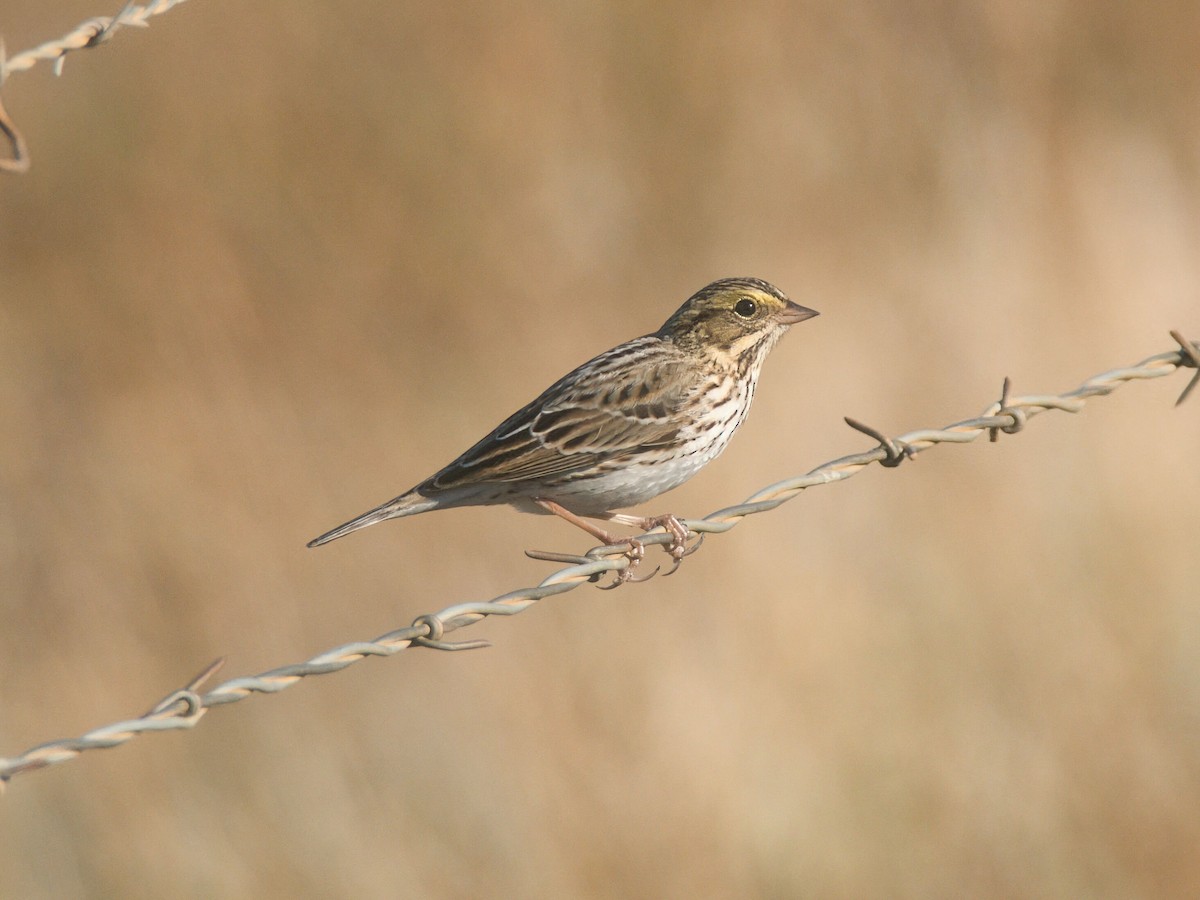 Savannah Sparrow - ML646088912