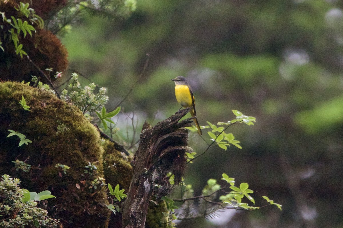 gråhakemønjefugl (solaris gr.) - ML646088923