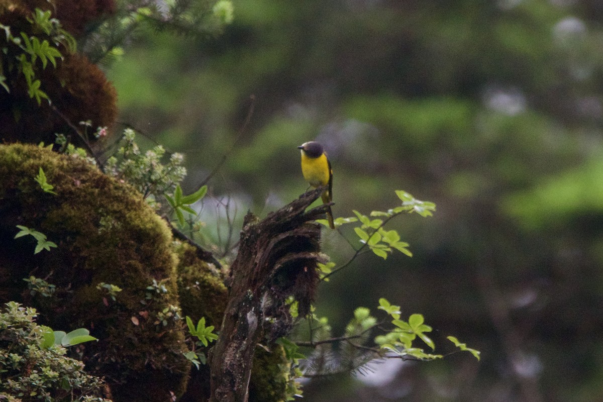 gråhakemønjefugl (solaris gr.) - ML646088924