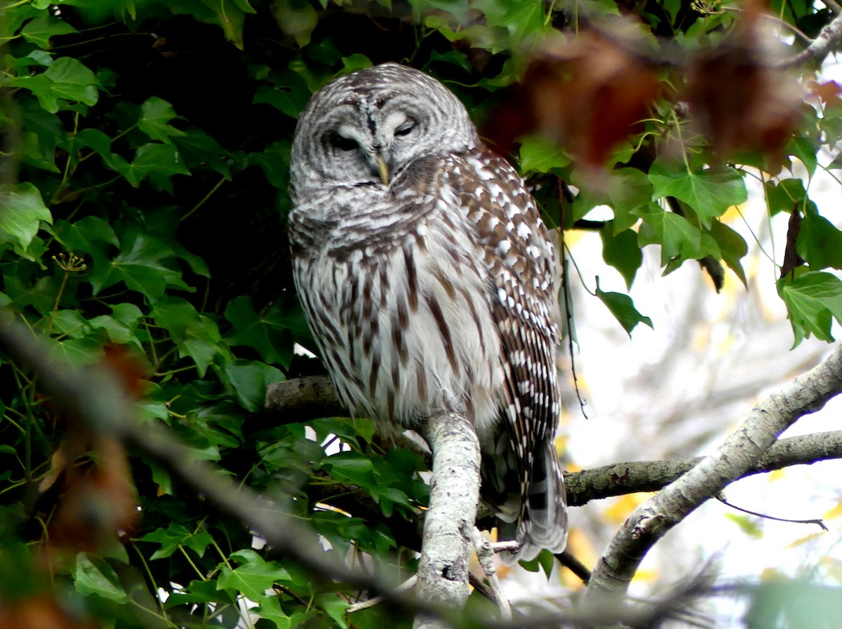 Barred Owl - ML646088925