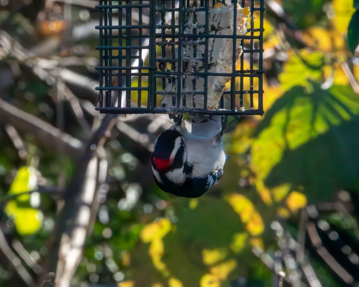 Downy Woodpecker - ML646088926