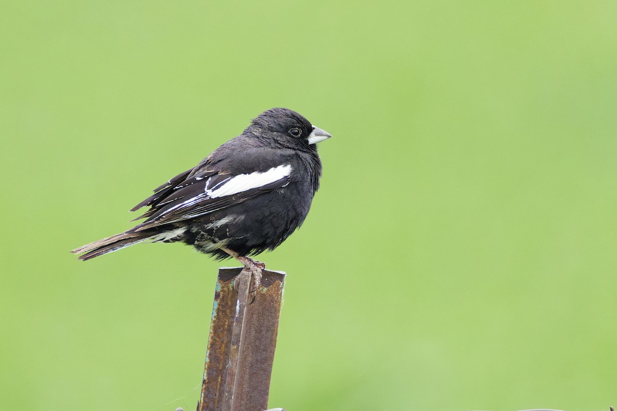 Жаворонковая овсянка - ML646088927