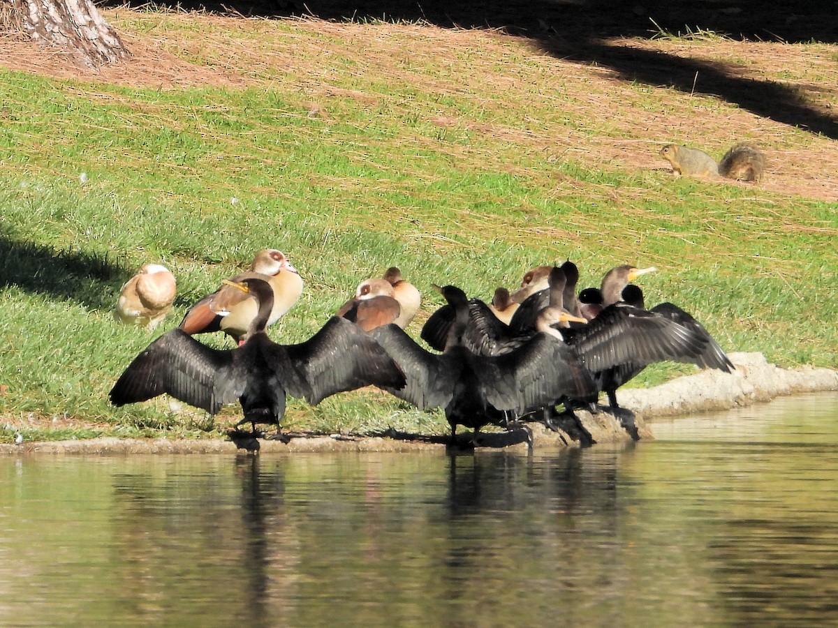 Double-crested Cormorant - ML646088930