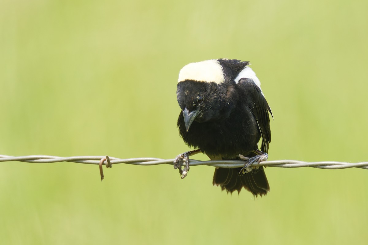 Bobolink - ML646088931