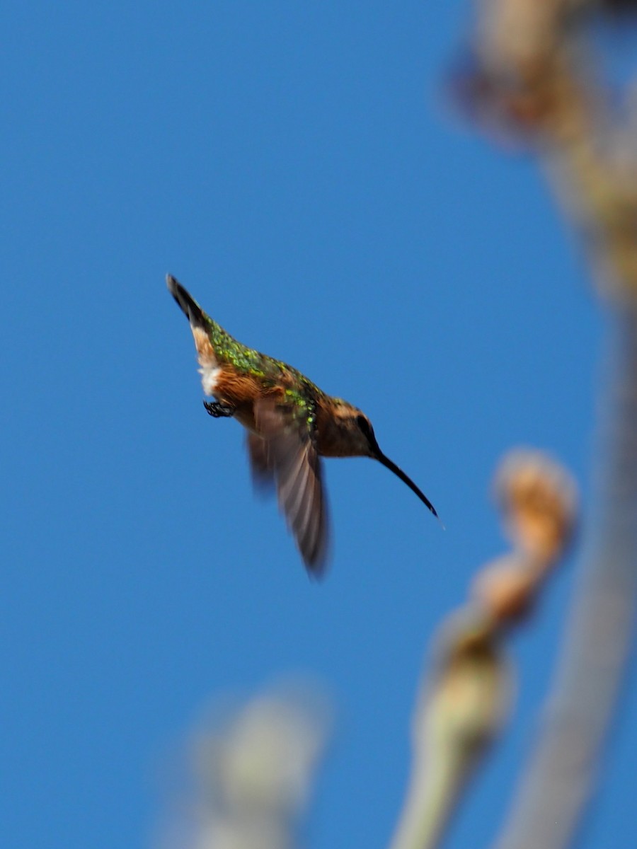 Lucifer Hummingbird - ML646088937