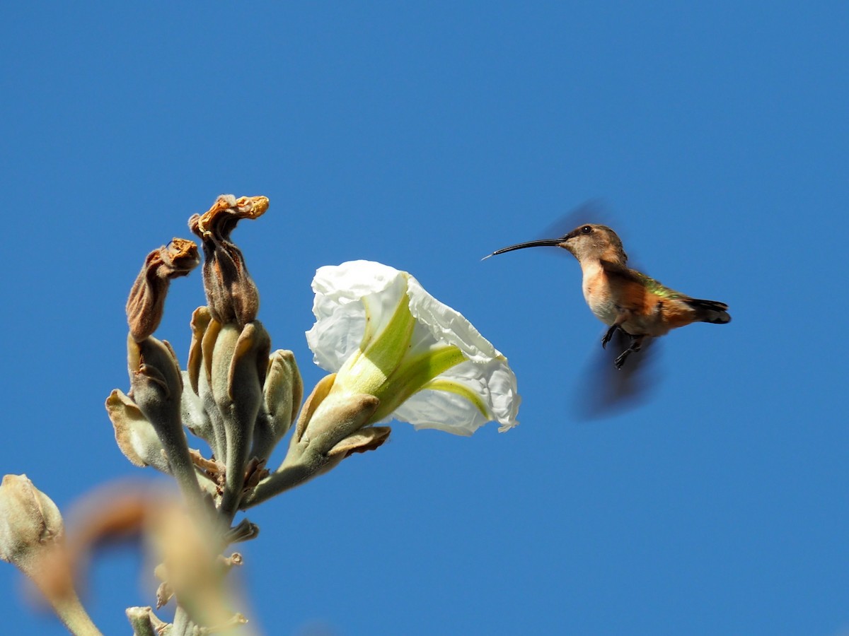 Lucifer Hummingbird - ML646088938