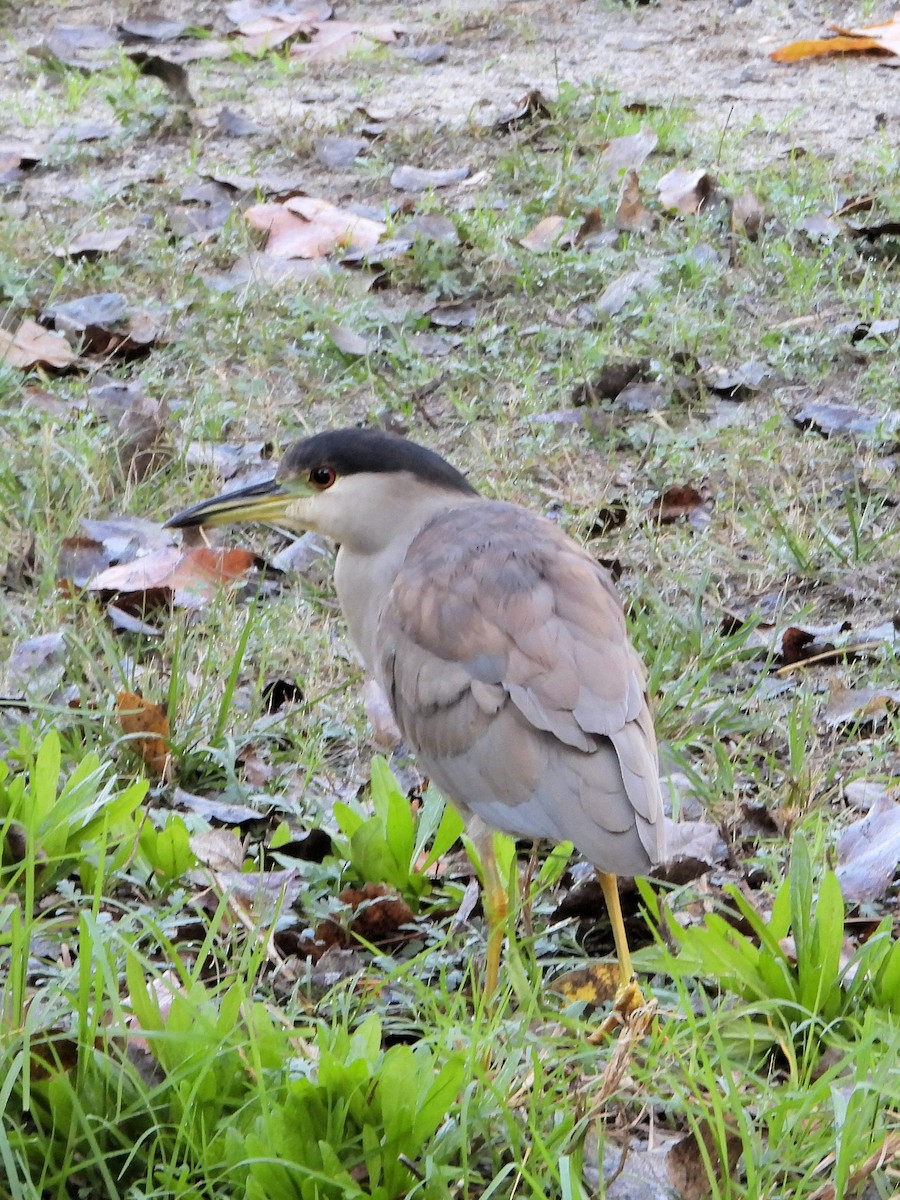 Black-crowned Night Heron - ML646088942