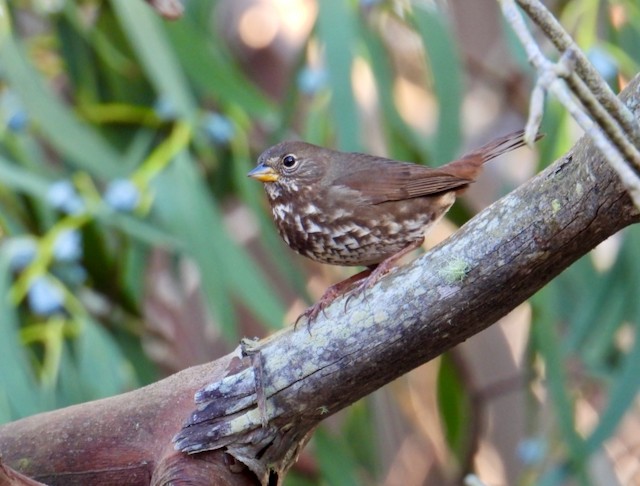 Fox Sparrow (Sooty) - ML646088944