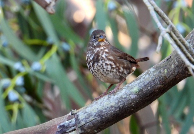 Fox Sparrow (Sooty) - ML646088945
